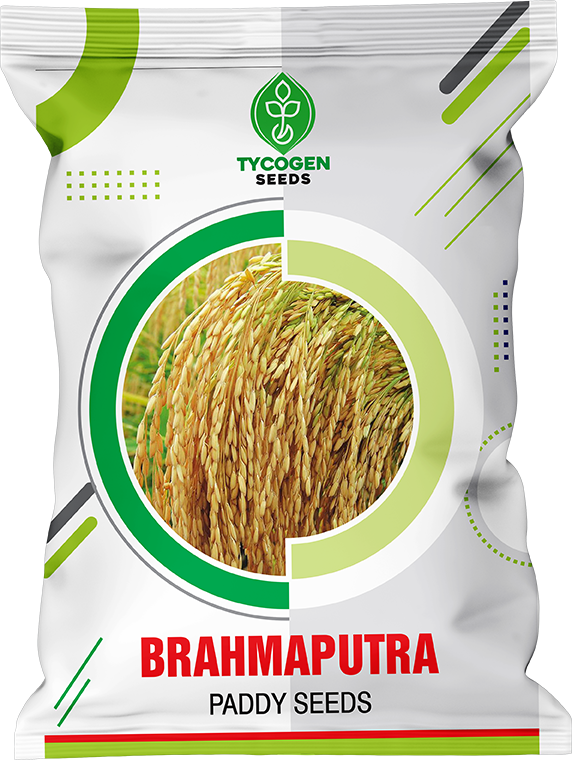 Brahmputra